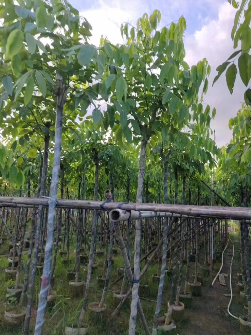 腊肠树3～15公分基地直销规格齐全欢迎老板来电