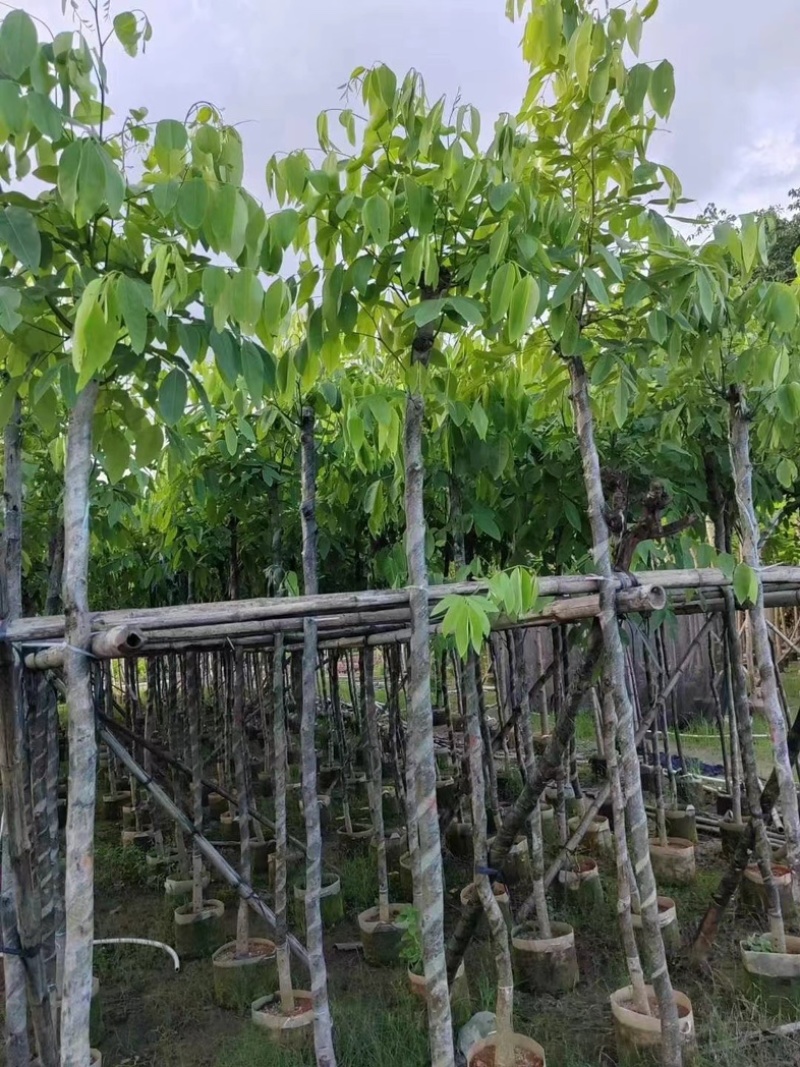腊肠树3～15公分基地直销规格齐全欢迎老板来电