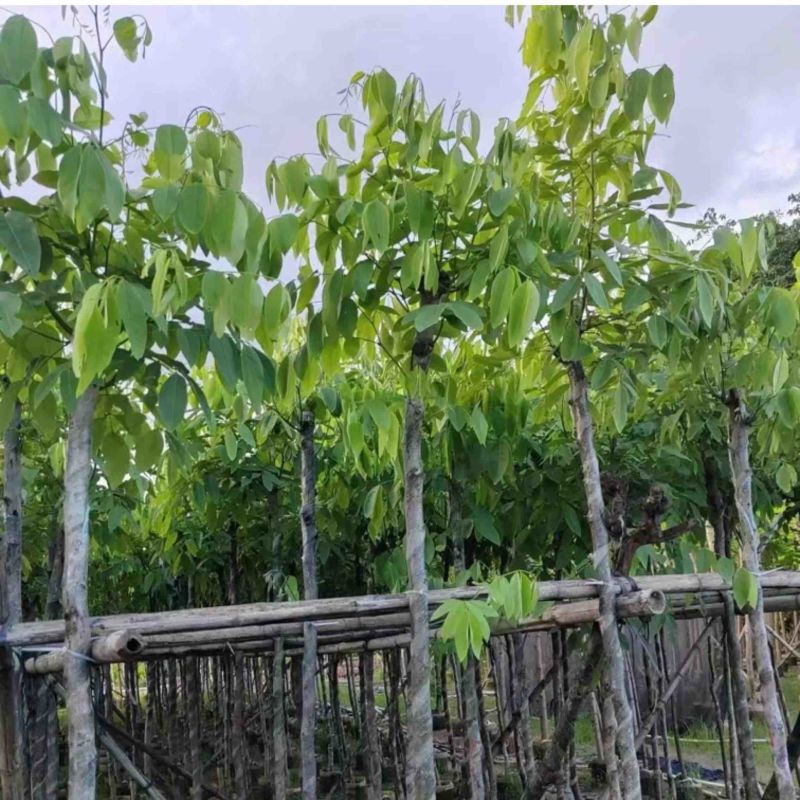 腊肠树3～15公分基地直销规格齐全欢迎老板来电