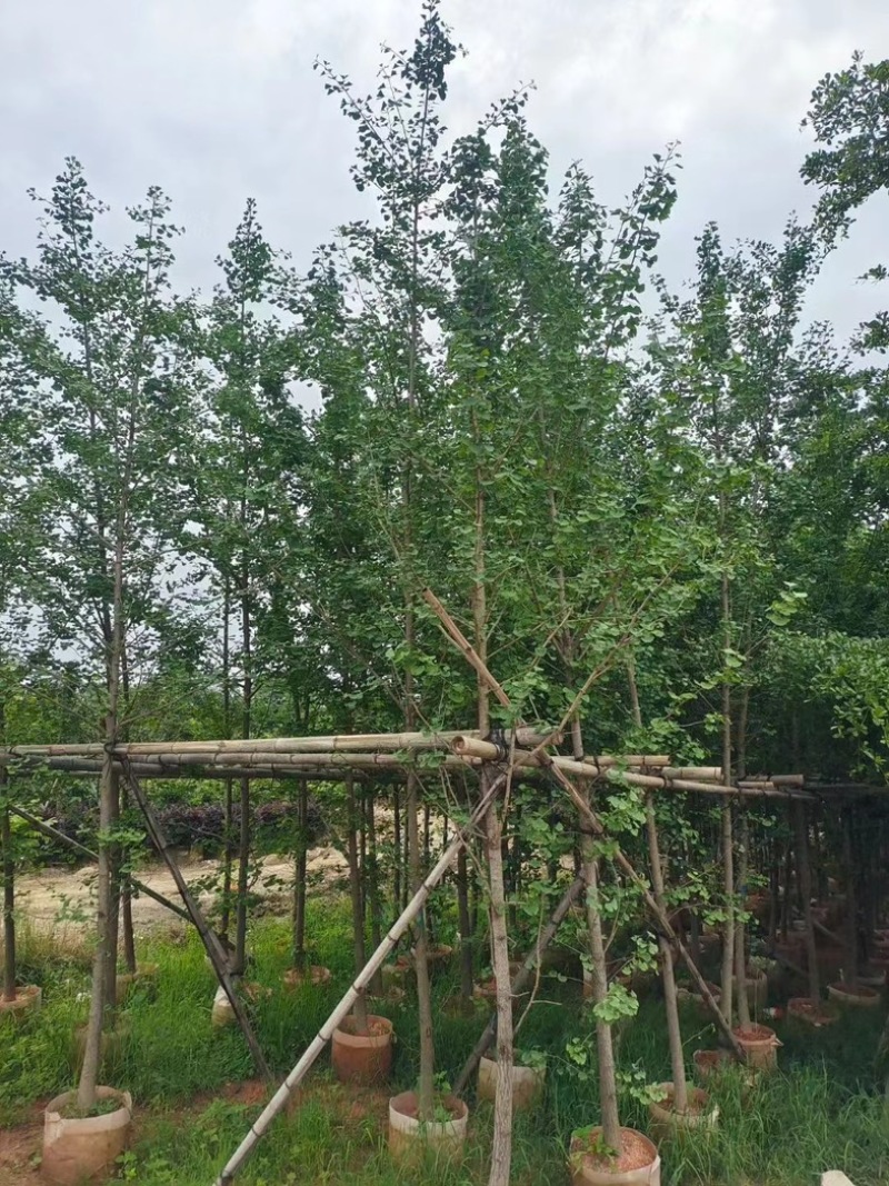 金叶银杏树3～12公分基地直销规格齐全欢迎老板来电