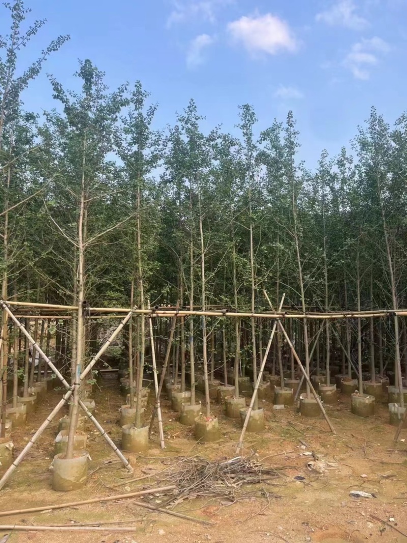 金叶银杏树3～12公分基地直销规格齐全欢迎老板来电