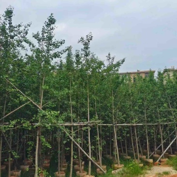 金叶银杏树3～12公分基地直销规格齐全欢迎老板来电