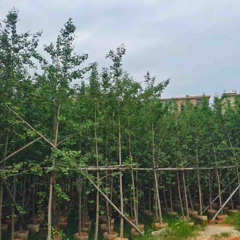 金叶银杏树3～12公分基地直销规格齐全欢迎老板来电