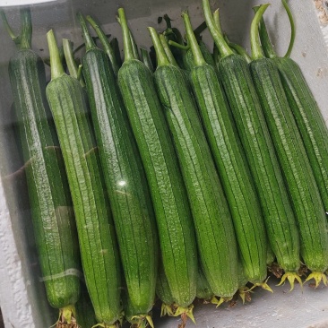 精品露天油皮丝瓜