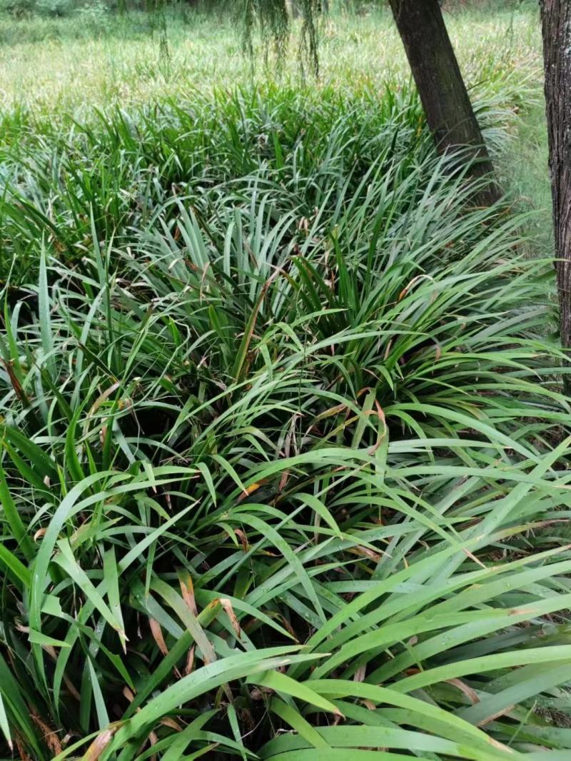 石菖蒲种苗风景成品质量保证红心宽叶，大菖蒲苗