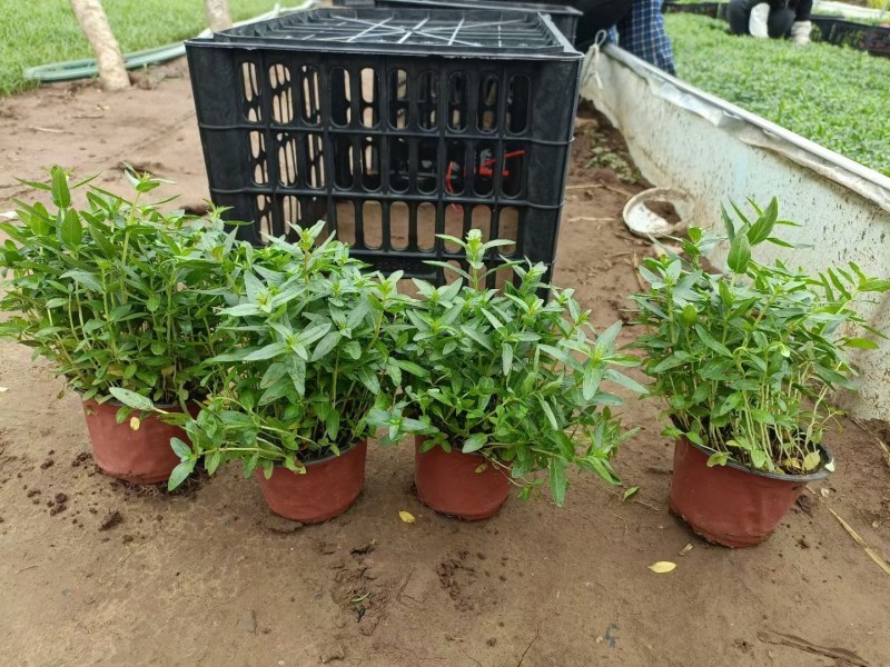 双色盆千屈菜