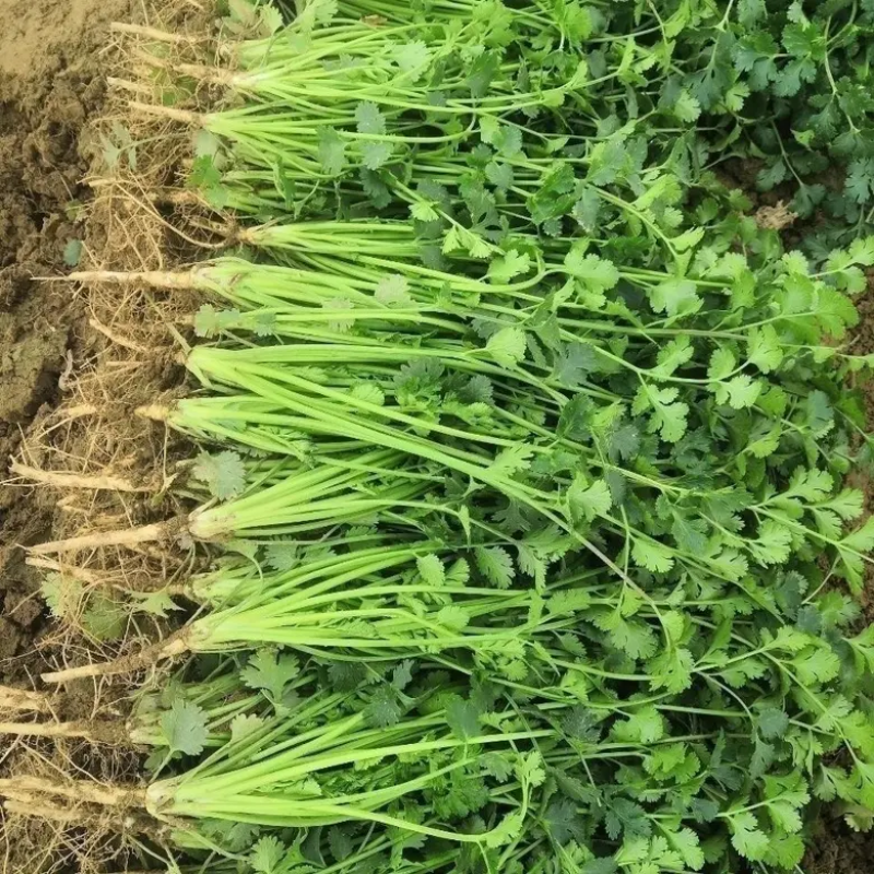 精品香菜大量上市需要的老板联系联系高度25-28