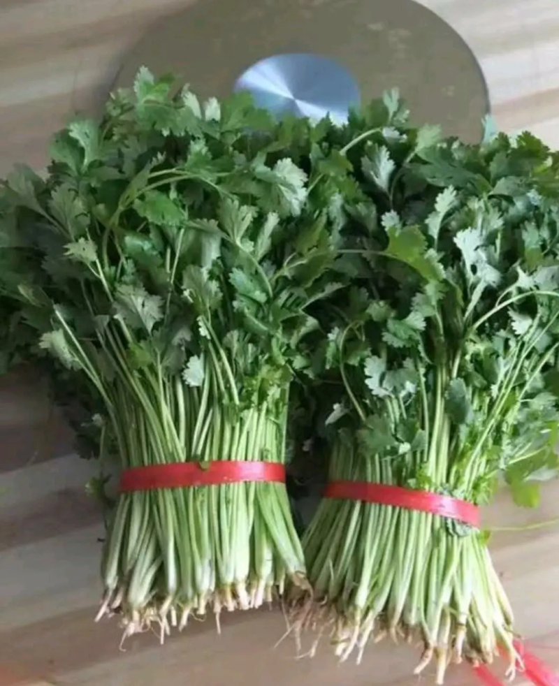 精品香菜大量上市需要的老板联系联系高度25-28
