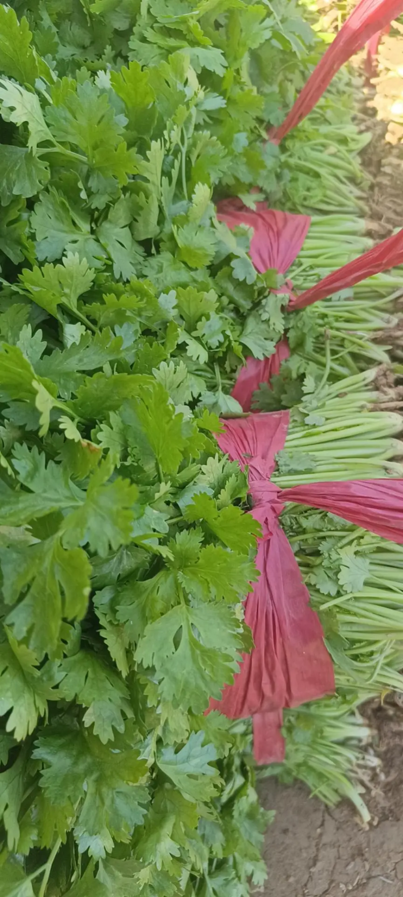 精品香菜大量上市需要的老板联系联系高度25-28