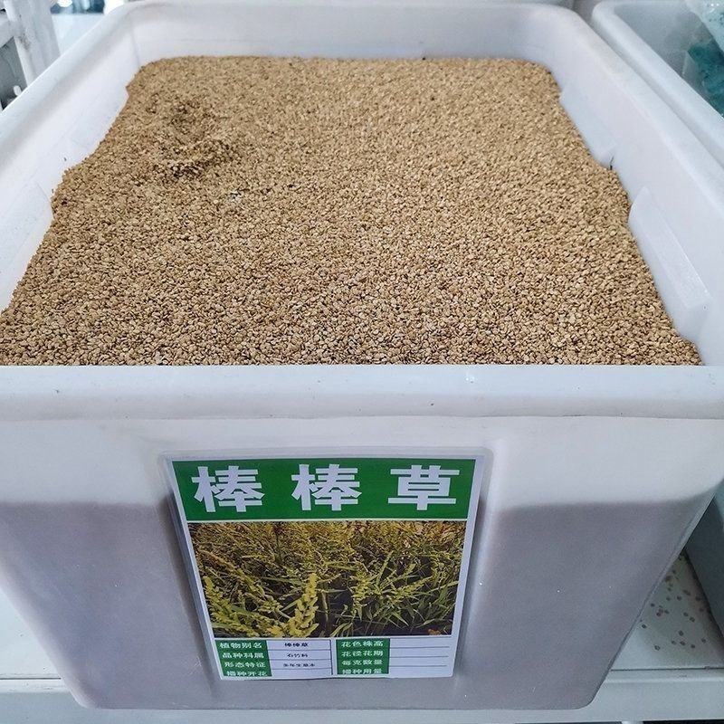 小米草种子棒棒草种子牧草种子水稗草种子养殖小龙虾