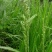小米草种子棒棒草种子牧草种子水稗草种子养殖小龙虾