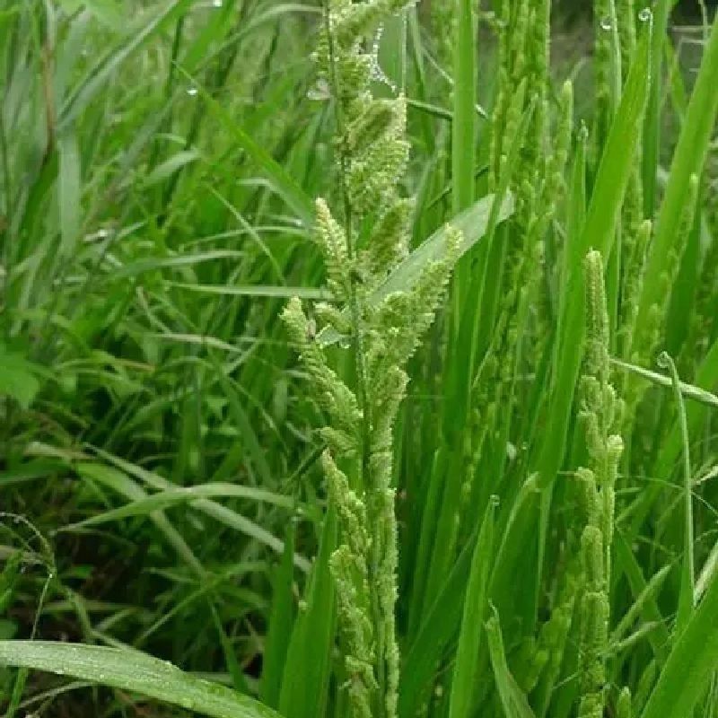 小米草种子棒棒草种子牧草种子水稗草种子养殖小龙虾
