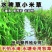 小米草种子棒棒草种子牧草种子水稗草种子养殖小龙虾