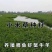 小米草种子棒棒草种子牧草种子水稗草种子养殖小龙虾