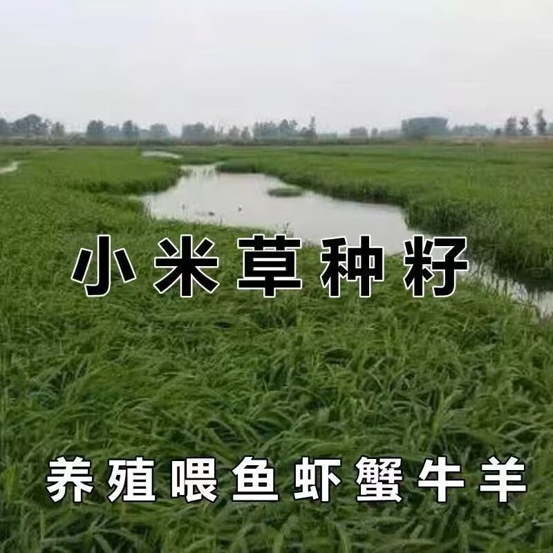 小米草种子棒棒草种子牧草种子水稗草种子养殖小龙虾