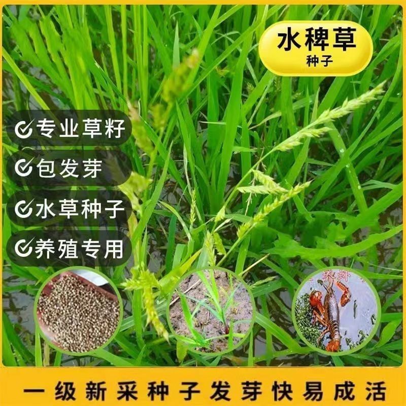 小米草种子棒棒草种子牧草种子水稗草种子养殖小龙虾