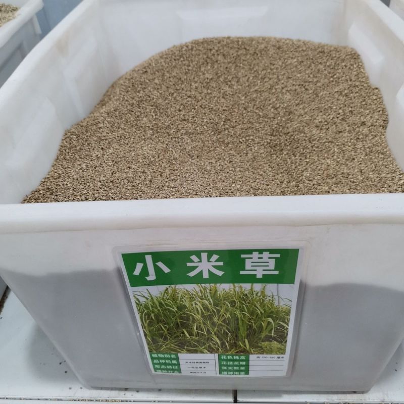小米草种子棒棒草种子牧草种子水稗草种子养殖小龙虾