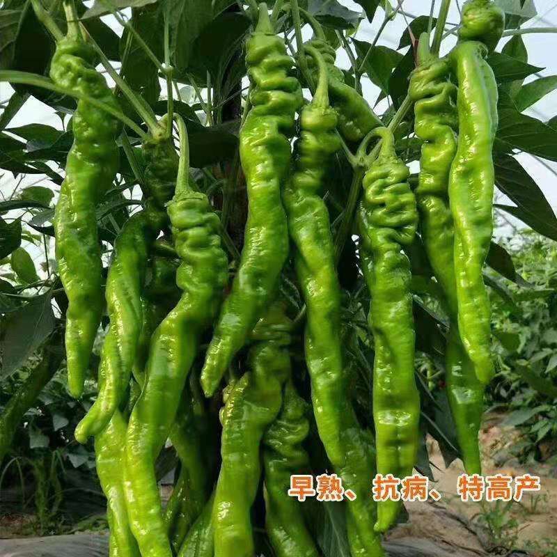 华美109辣椒种子早熟无限生长型螺丝椒种籽极耐低温春秋