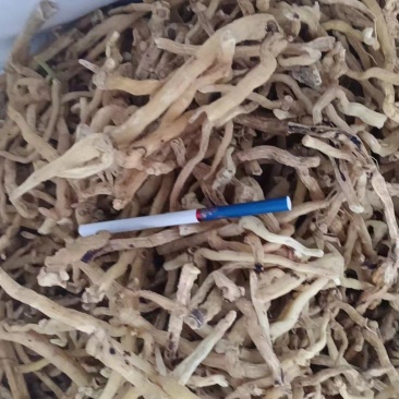 纯无硫玉竹大量现货供应，规格齐全，对接全国客商