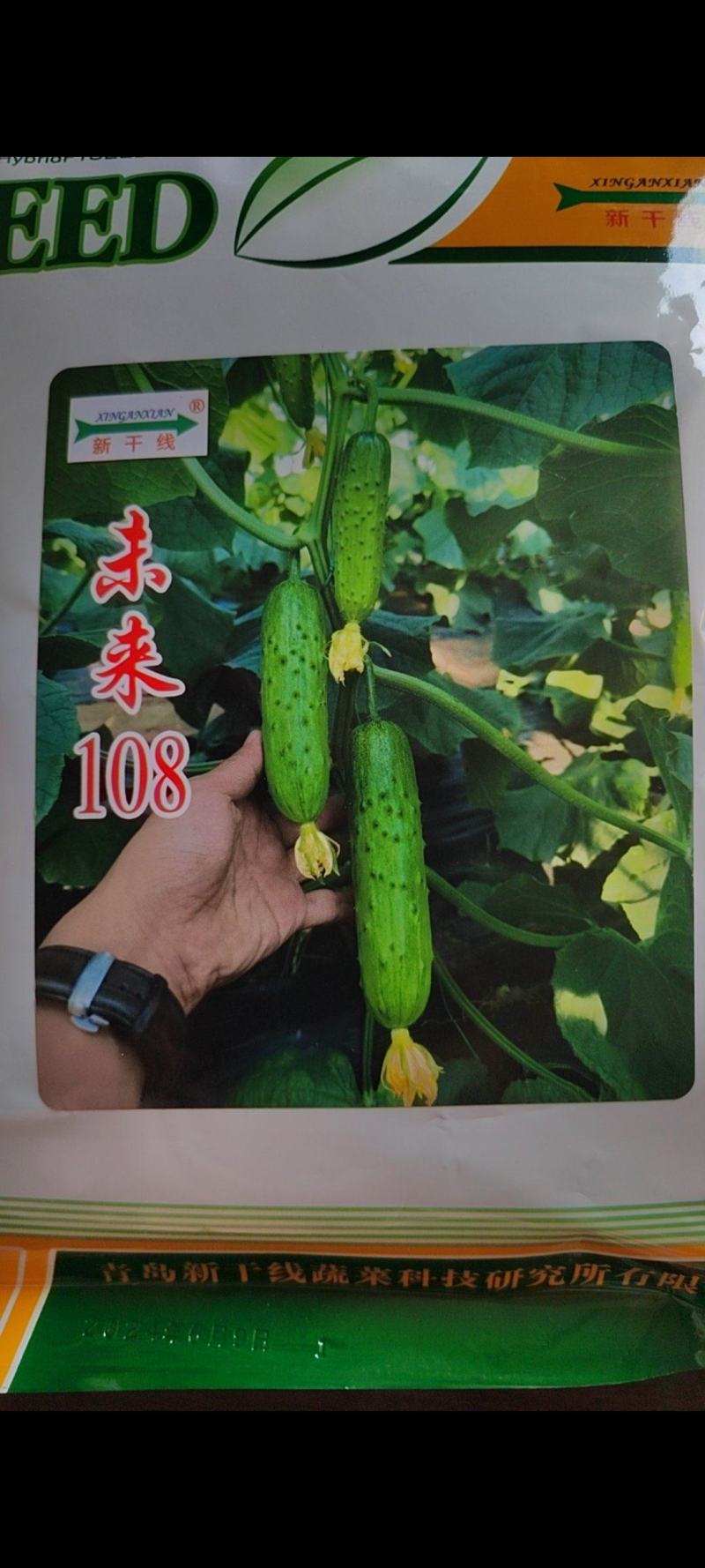 未来108旱黄瓜高产抗病