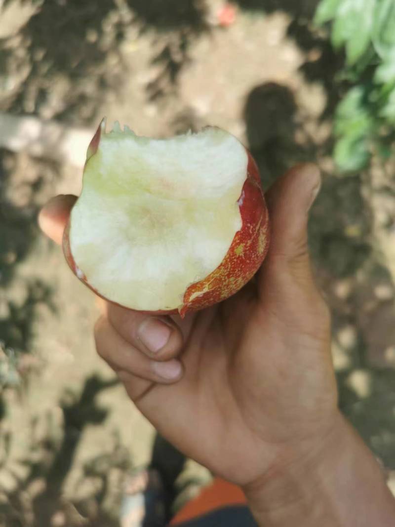 中油20油桃，精品头茬货，欢迎各位老板现场看货洽谈合作