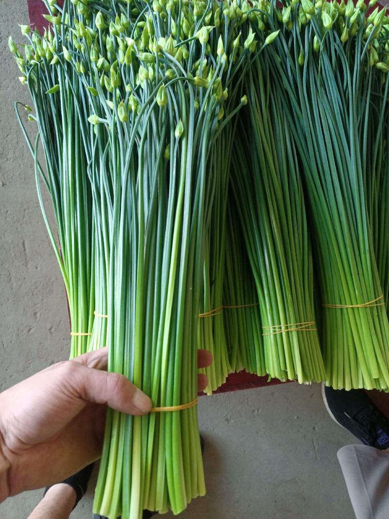 万亩耐寒韭苔韭菜基地一手货源，对接各大市场可打冷发车