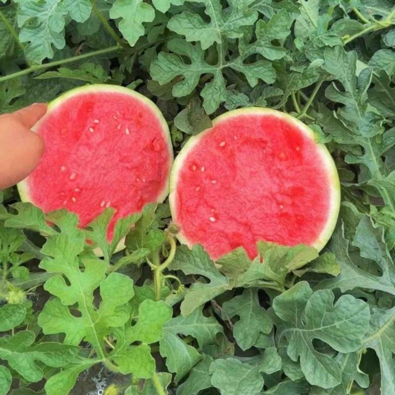 【无籽美都西瓜】夏邑精品头茬美都，个大口感好，产区直发