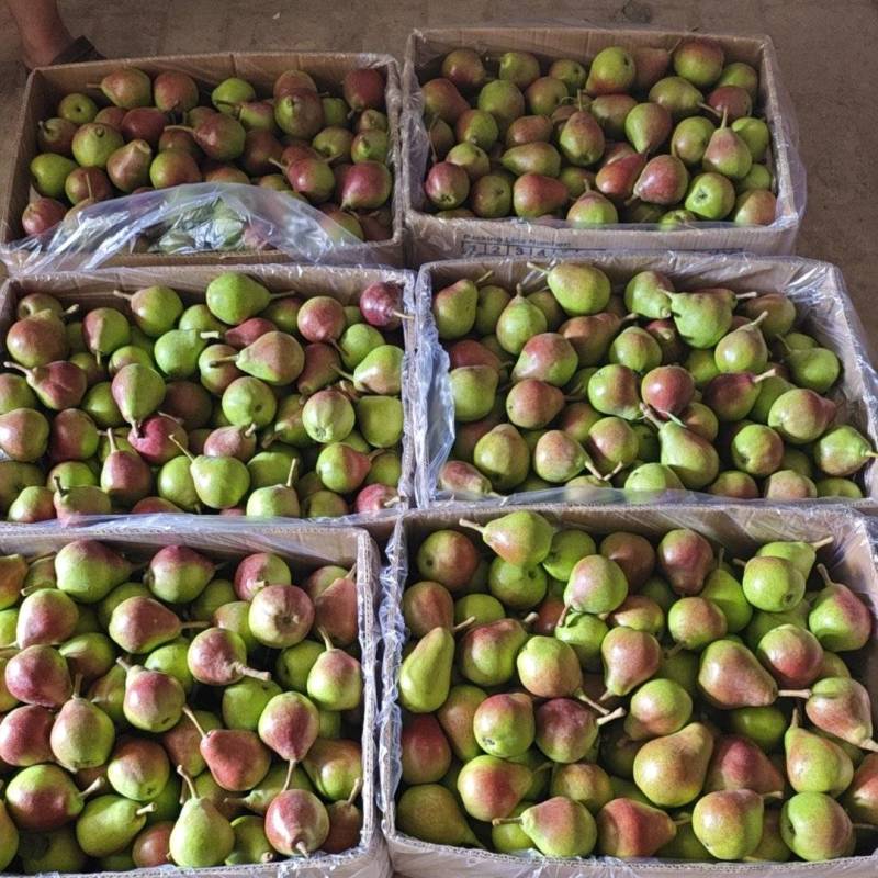 一面红梨两面红梨伏茄梨大量供应
