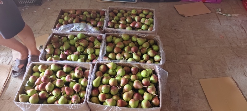 一面红梨两面红梨伏茄梨大量供应