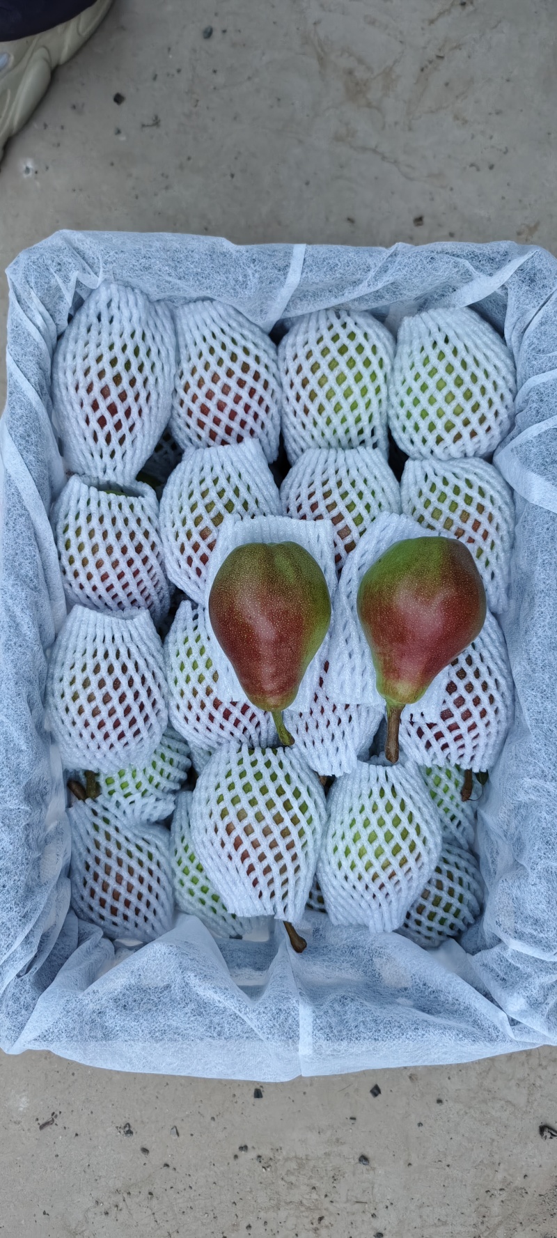 一面红梨两面红梨伏茄梨大量供应