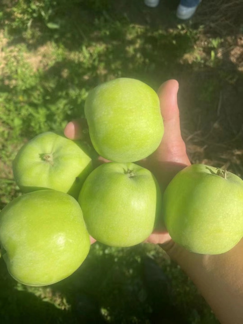 口感细腻的藤木青苹果果面光滑颜色鲜艳个头完美