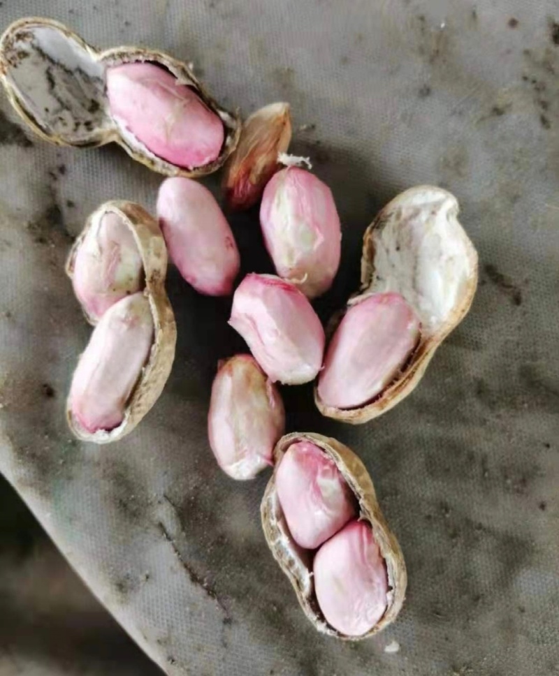 河南鲜花生带壳花生大白沙系列产地一手货源实力代发全国