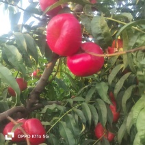 精品12-1油蟠桃