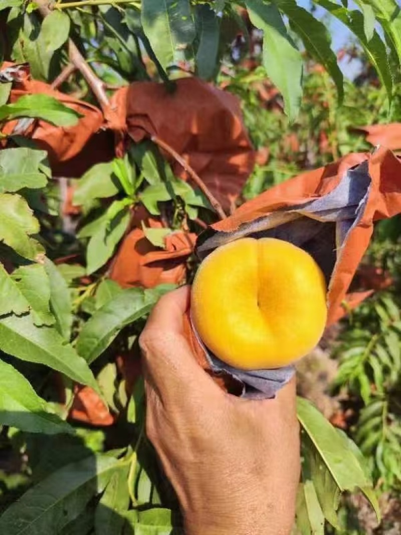 精品蟠5油蟠桃