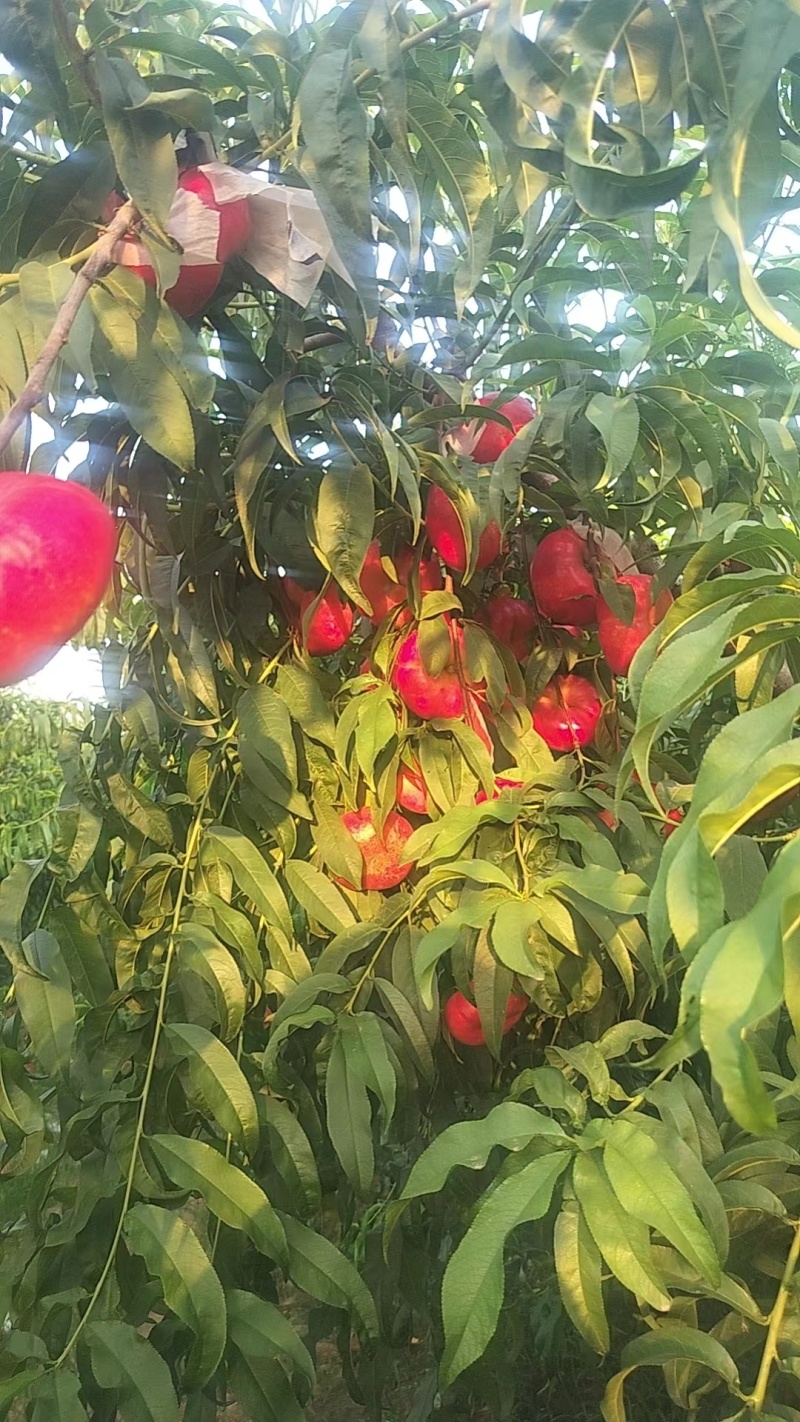 早金霞油蟠桃