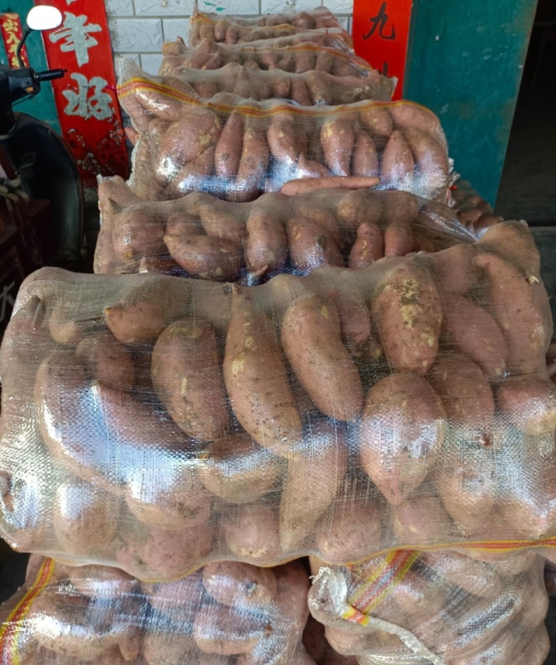 精品龙薯九，大量供应，口感好，皮毛好，软糯香甜