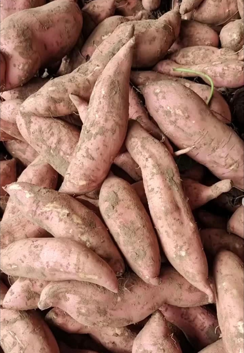 精品龙薯九，大量供应，口感好，皮毛好，软糯香甜