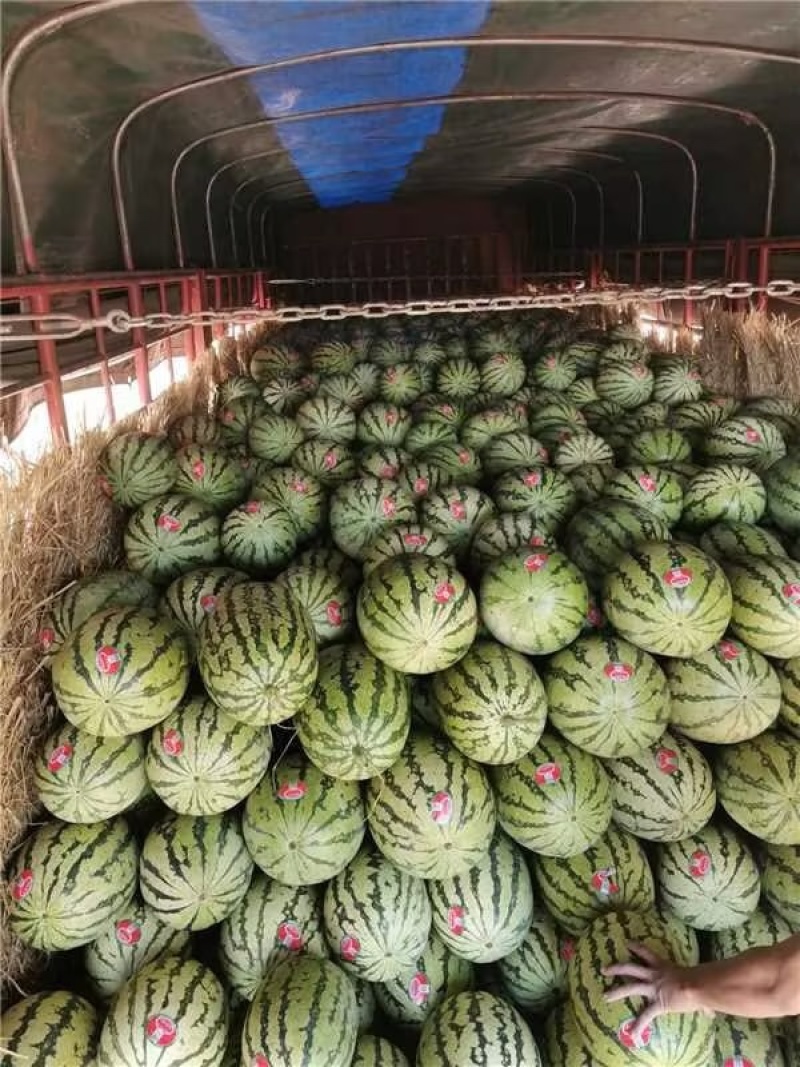 【精品】宁夏硒砂瓜！金花6号西瓜！康乐6号西瓜大量上市