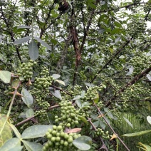 青花椒产地，青花椒售卖，青花椒，青花椒青花椒