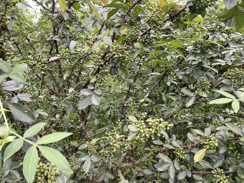 青花椒产地，青花椒售卖，青花椒，青花椒青花椒