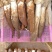 大自然的馈赠美味山珍《鸡枞菌》