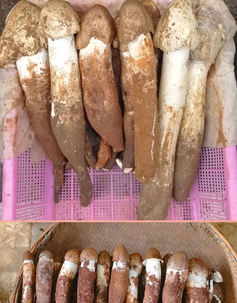 大自然的馈赠美味山珍《鸡枞菌》