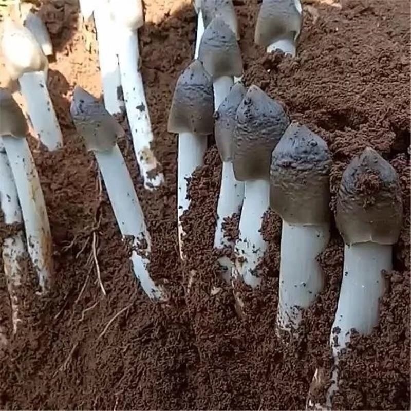 大自然的馈赠美味山珍《鸡枞菌》