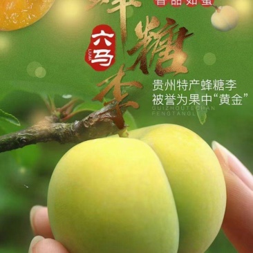 贵州镇宁六马蜂糖李
