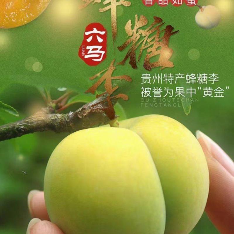贵州镇宁六马蜂糖李