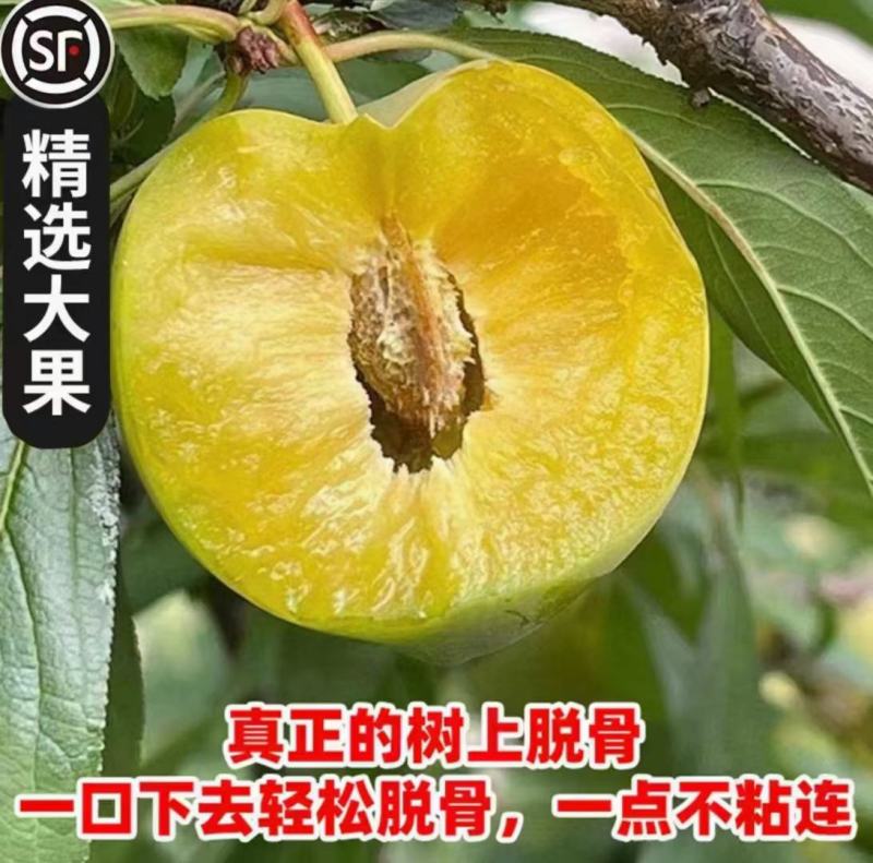 贵州镇宁六马蜂糖李
