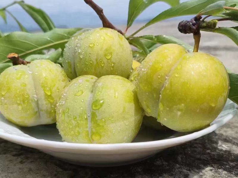 贵州镇宁六马蜂糖李