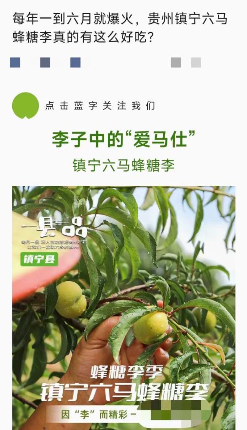 贵州镇宁六马蜂糖李