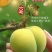贵州镇宁六马蜂糖李