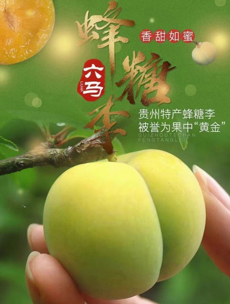 贵州镇宁六马蜂糖李
